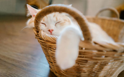 Cat sleeping in basket