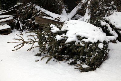 Snow on tree during winter