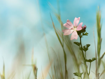 Close-up of pink flowers blooming outdoors