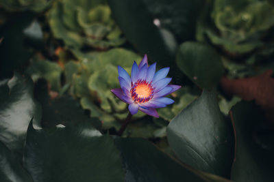 Close-up of purple lotus water lily in pond