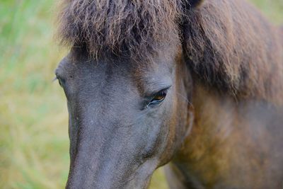 Close-up of a horse