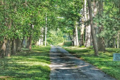 Pathway along trees in park