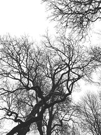 Low angle view of silhouette bare tree against sky