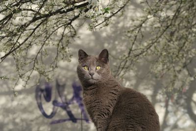 Cat sitting on tree