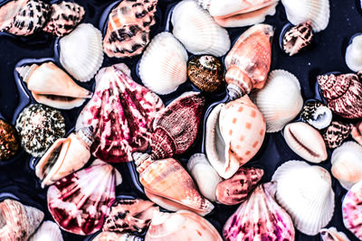 Full frame shot of seashells