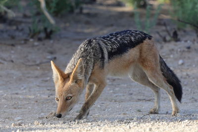 Deer standing on field