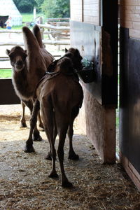 Horses standing outdoors