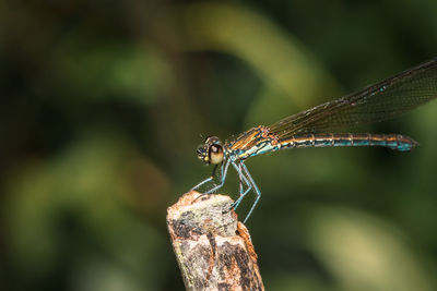 Close-up of dragonfly on leaf