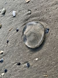 High angle view of shells on sand