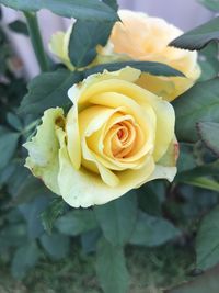 High angle view of rose bouquet
