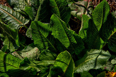 Leaves on plant