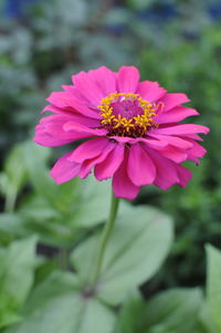 Close-up of pink flower