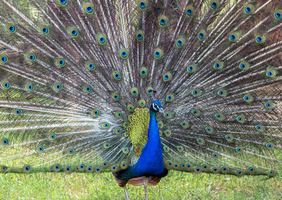 Peacock feathers