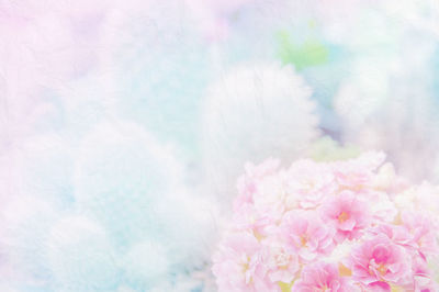 Close-up of pink flowers against sky