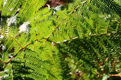 Close-up of fern leaves