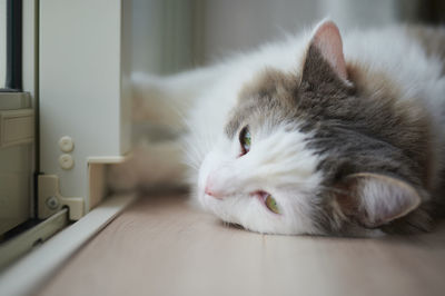 Close-up of cat resting on floor beside window at home