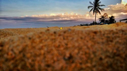 Close-up of beach against sky during sunset