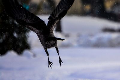 Bird flying over a snow