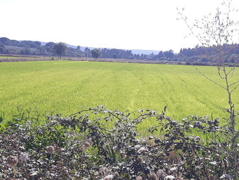 Scenic view of field against clear sky