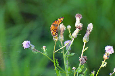 Close-up of butterfly pollinating on flower