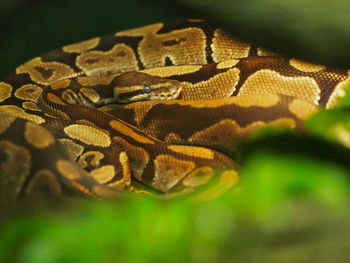 Close-up of lizard