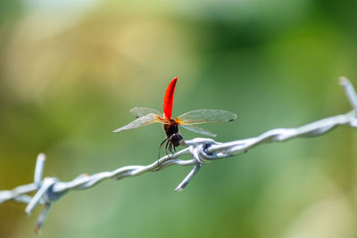 Close-up of insect on plant