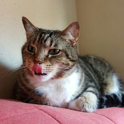 Close-up of a cat looking away