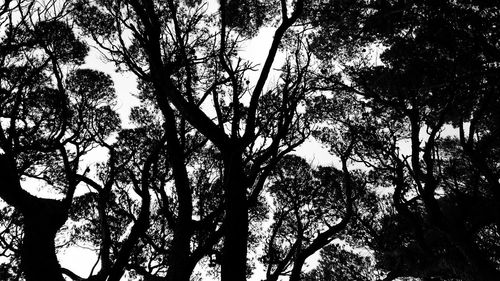 Low angle view of trees in forest against sky