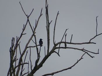 Low angle view of bird perching on branch against sky