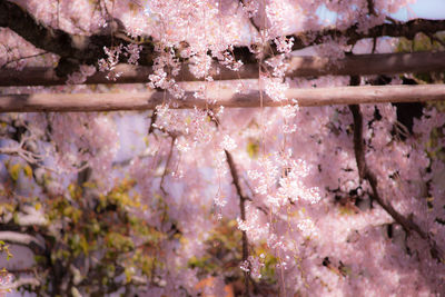 Close-up of pink cherry blossoms