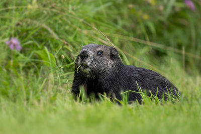 Close-up of an animal on grass