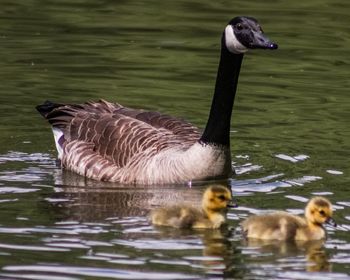 Ducks in lake