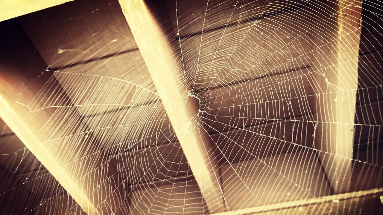 spider web, pattern, indoors, close-up, full frame, animal themes, one animal, sunlight, backgrounds, natural pattern, spider, metal, glass - material, trapped, no people, cage, textured, focus on foreground, day, protection