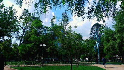 Trees in park against sky