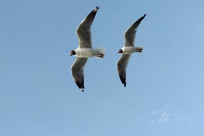 Low angle view of seagulls flying in sky