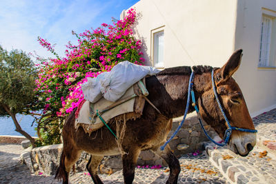 View of an animal against plants