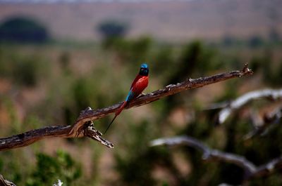 Close-up of bird perching on branch