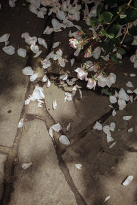 High angle view of flowering plant by footpath in city