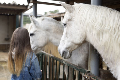 Adolescent from behind touching horses in a shelter of rojales, province of alicante in spain.