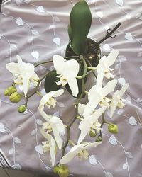 Close-up of white flowers