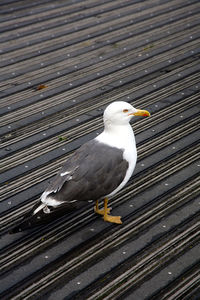 High angle view of seagull perching on wood