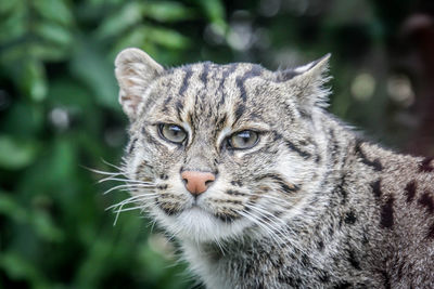 Close-up portrait of tabby cat