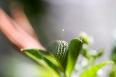 Close-up of flower buds