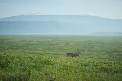 View of gazelle on field