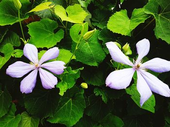 Close-up of white flowers blooming outdoors