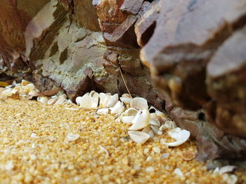 Close-up of cave