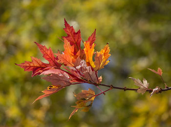 Close-up of orange maple leaves on tree