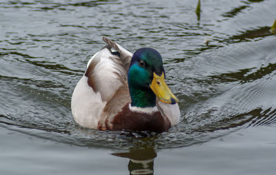 Mallard duck swimming on lake