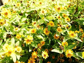 Close-up of flowers