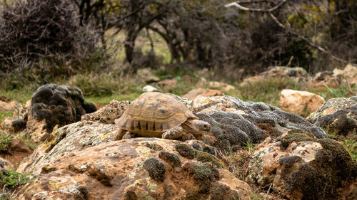 View of turtle on rock